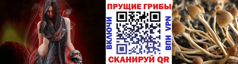 цена наркотик  Калининград  Псилоцибиновые грибы MAGIC MUSHROOMS 