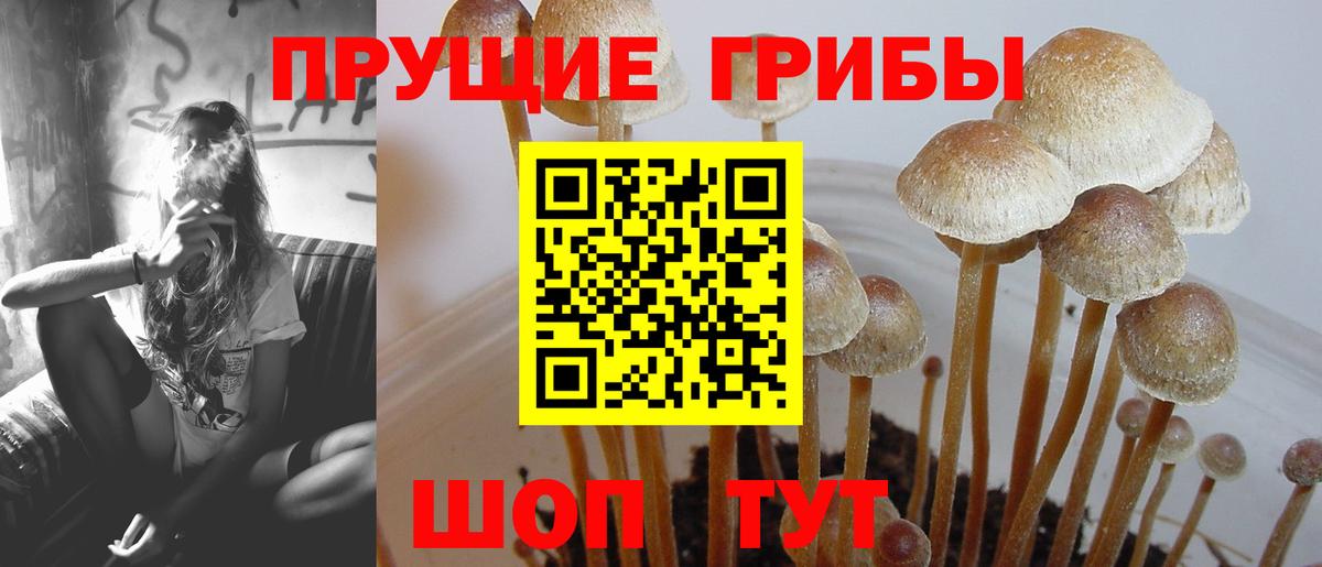Псилоцибиновые грибы MAGIC MUSHROOMS Калининград